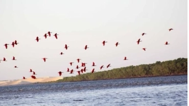 Circuito Revoada dos Guar&aacute;s